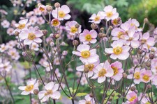 5x Pink Japanese Anemone Bare Roots | Hardy Perennial, Borders
