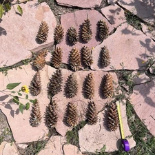 Lot of 20 Golden Giant Long Sugar Pine Cones 7"-9" Freshly Dropped Flagstaff, AZ