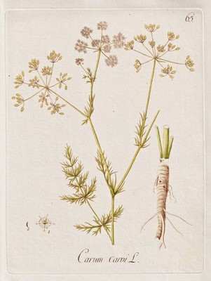 Kümmel caraway fennel cumin Gewürz botany Botanik Kerner Kupferstich 1786