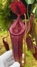 Nepenthes talangensis x lowii: BE-4693 MEDIUM - pitcher plant