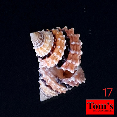 Tectarius coronatus #17  18.4mm EXQUISITE BEAUTY from the Philippines