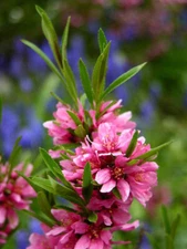 Russian Almond Shrub, Prunus tenella, Shrub Seeds