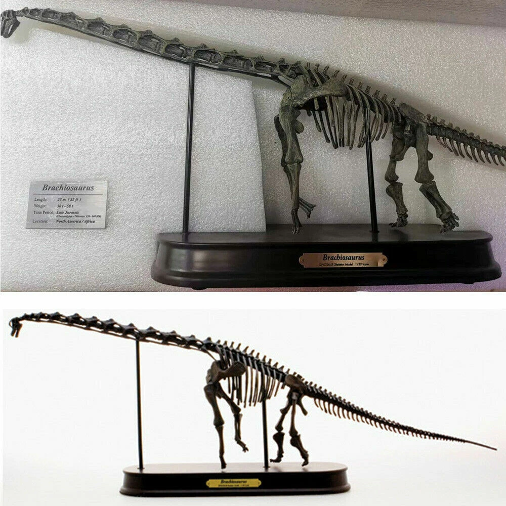 Brachiosaurus fossil for 2025 sale