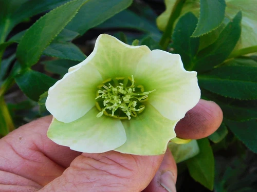 Hellebore Plant, Mature Size H25X