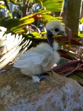 (6) Rare Showgirl Silkie Hatching Egg Collection - Mille, Cuckoo, Lav & More!