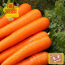 Fresh Tendersweet Carrot Seeds  Heirloom Non-GMO  Vegetable Seeds
