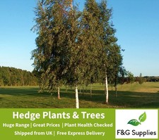 Silver Birch native bare root tree saplings whips hedging plants hedge