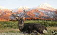 22" X 35" DEER BUCK RV Trailer Wall Mural Decal Decals Graphics graphic Sticker