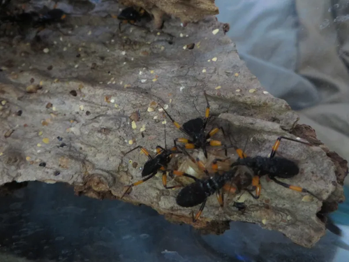 Feeder Baby L3 or 4 mombo assassin bug Group of 5+. Bait red, orange