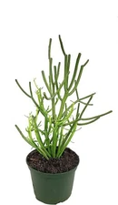 Pencil Cactus - Live Plants in 6 Inch Pots - Euphorbia Tirucalli