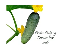 Boston Pickling Cucumbers. 50 Seeds. American Classic Heirloom. High yield. Fast