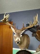 HUGE 220+ Inch Whitetail Mount Taxidermy Sheds ***DISCOUNTED ITEM!!!***