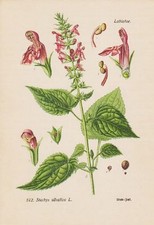 Wald - Ziest  Stachys sylvatica  THOME Lithographie 1890
