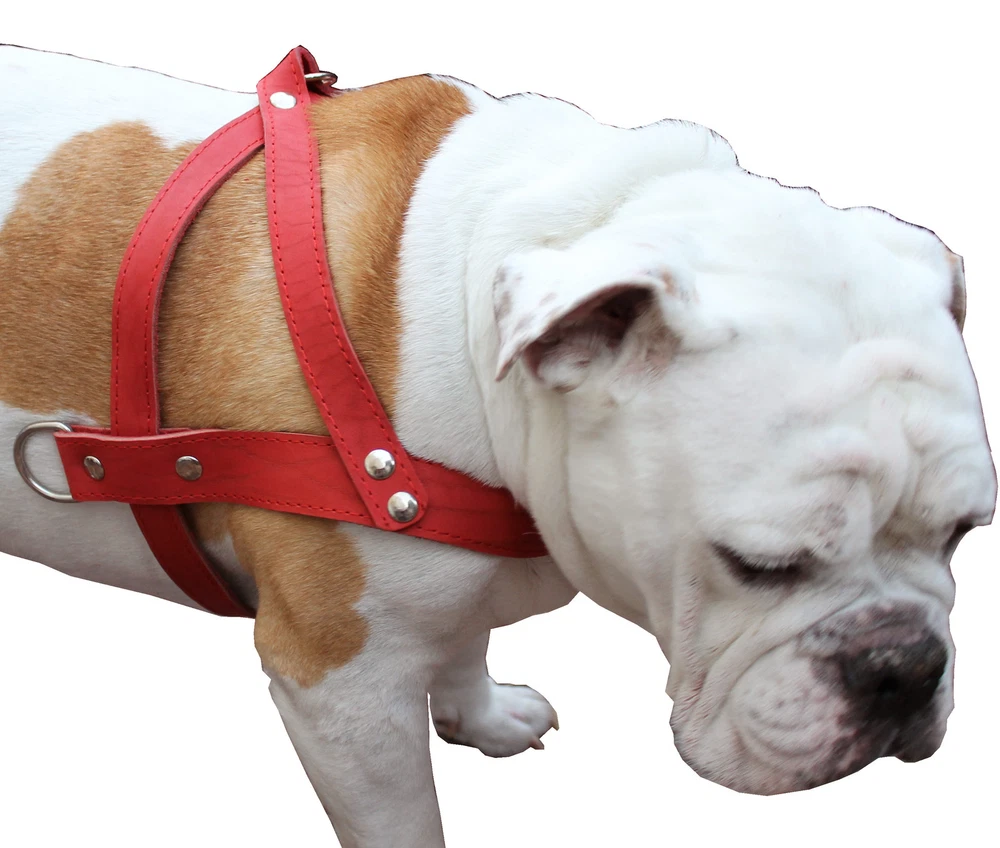 Dog Harness 31"-35" chest 1.5" wide Genuine Leather Pulling Doberman Pitt Bull