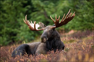 Poster, Many Sizes; A Male Moose Takes A Rest In A Field During A Light Rainshow