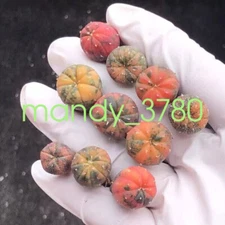 10PCS 1.5-2.5cm  Astrophytum asterias varigated cactus succulent plant seedlings