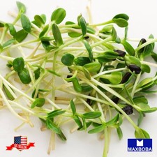 200 Broccoli Microgreens Seeds Non-GMO Heirloom