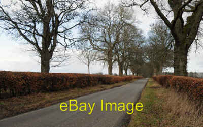 Photo 6x4 Tree Lined Road Castleton/NO3346  c2008