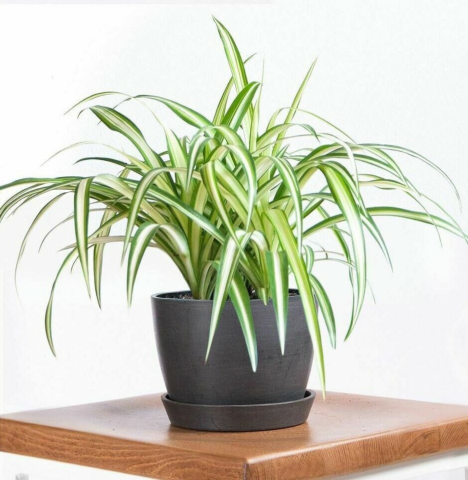  American Plant Exchange Live Spider Plant, Spider Ivy Plant,  Ribbon Plant, Plant Pot for Home and Garden Decor, 6 Pot : Patio, Lawn &  Garden