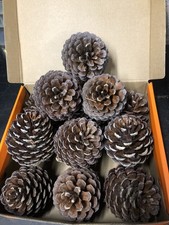Box Large Pine Cones- Floral Art/craft/Christmas 