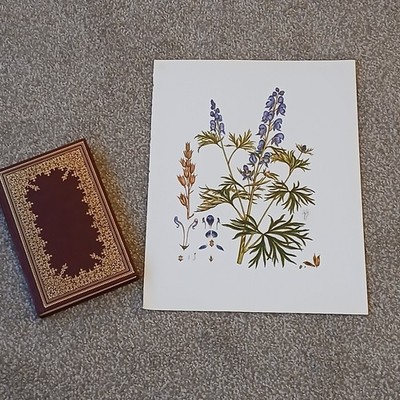 Vintage 1979 Monkshood Flower Botanical Flora Book Art Print 12x15''