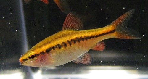 Female Cherry Barb LIVE FISH Read Description
