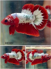 Male Betta Live Fish - Red Fancy Star Tail HMPK - HD33 - High Quality A+*