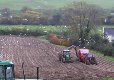 Foto 6x4 Ernte der Spuds Tieveborne Zoom für einen genaueren Blick; t c2008