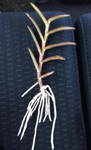 Crucifix Orchid : Healthy Stem With Roots : Mixed Colours : $32.99 Free Postage - Picture 10 of 10