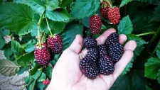 1 PRIME ARK FREEDOM Live Thornless Blackberry Plant - 1-2 yr Old - Great Flavor