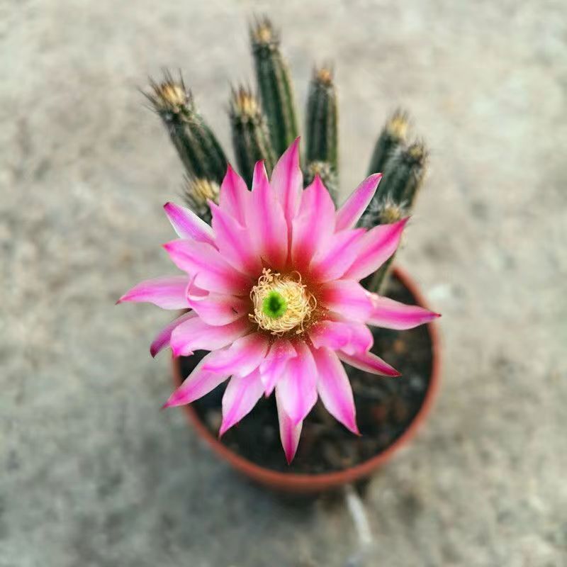 Foto 4 di 4