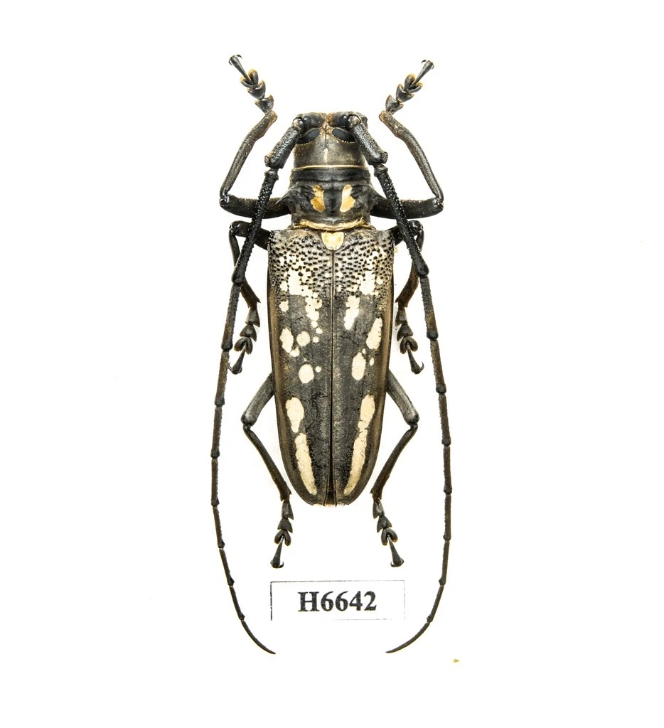 Batocera for sale | eBay