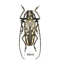 標本 Solomon Is Batocera lamondi 74mm Framed Batocera Lamondi Beetle, Solomon Islands Insect Wall Art - Etsy