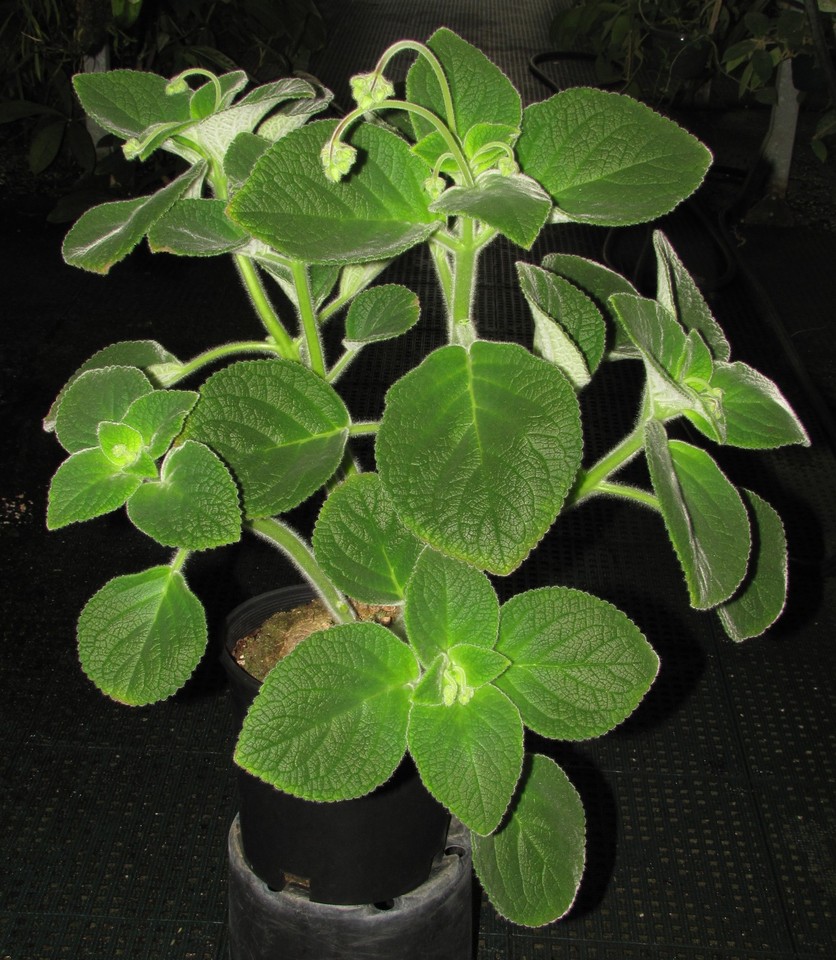 Sinningia bragae Nice starter size caudex | eBay