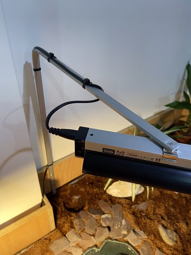 tortoise table uv light
