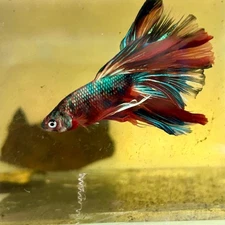Halfmoon Multicolor Koi Male Betta #S60