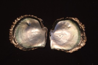 Hervorragendes Paar ''Blacklip Pearl Oyster''