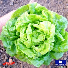 1000 Lettuce Seeds Tom Thumb Non-GMO Heirloom BOGO 50% OFF