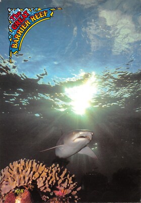 AUSTRALIEN POSTKARTE GROSSES BARRIER RIFF WEISSSPITZENRIFFHAI GROSS V G