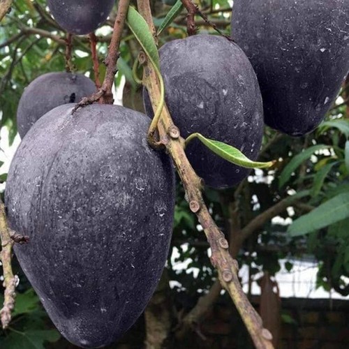 Black Mango Grafted Plant Fruit Tree Unique Rare Tropical Thailand Tall 20'' - 第 1/8 張圖片