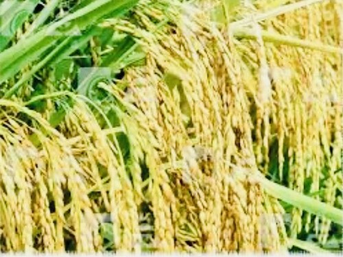 White Rice Flour / Rice Fine Powder 200g-400g-1kg-1.5kg-2.kg** FREE UK POST ** - 第 2/4 張圖片