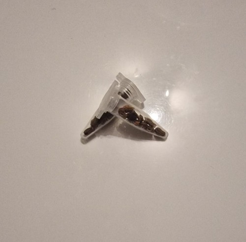 10 Eier von Phyllium Tobeloense Galela Wandelndes Blatt Parthenogenese !  - Bild 3 von 3