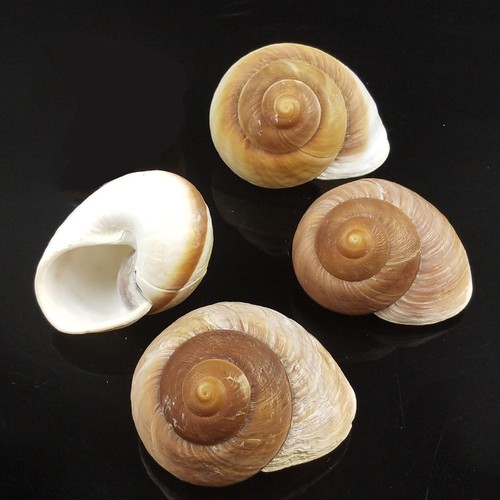 SEAJIAYI 2-Piece Large Hermit Crab Shells - Natural Muffin Snail & Whale Eye Shells (2.8-3.5 Inch) - View #3