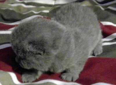 For Sale British Short Hairs Cats Kittens Gumtree Australia
