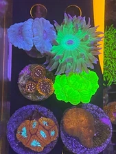 FREE SHIPPING - SIX FRAGS - Live Assorted Corals - Easy-Medium Soft & SPS & LPS
