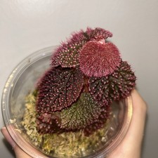 [LEAF CUTTING] Rare Begonia Botanicaz Pink Urchin Terrarium Plant