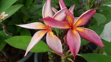 Rare Plumeria Violet Rainbow, 1 middle cutting, no roots- imported, 6-10"