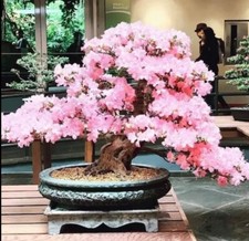 Pink Cherry Blossom Bonsai Tree seeds, with detailed growing instructions