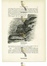 Banded Monitor, Animal Book Illustration (Print), c1916