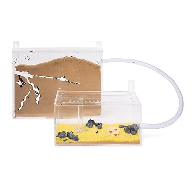 Ameisenfarm Wand Kit BIG (Ameisen mit Königin FREE)(Ant farm, Formicarium, Ants)